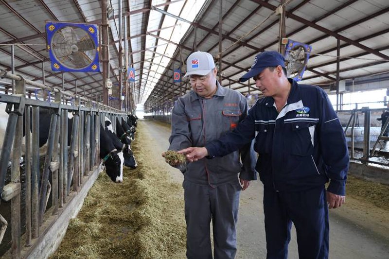 牧草种植：从传统农民到现代生态农业者