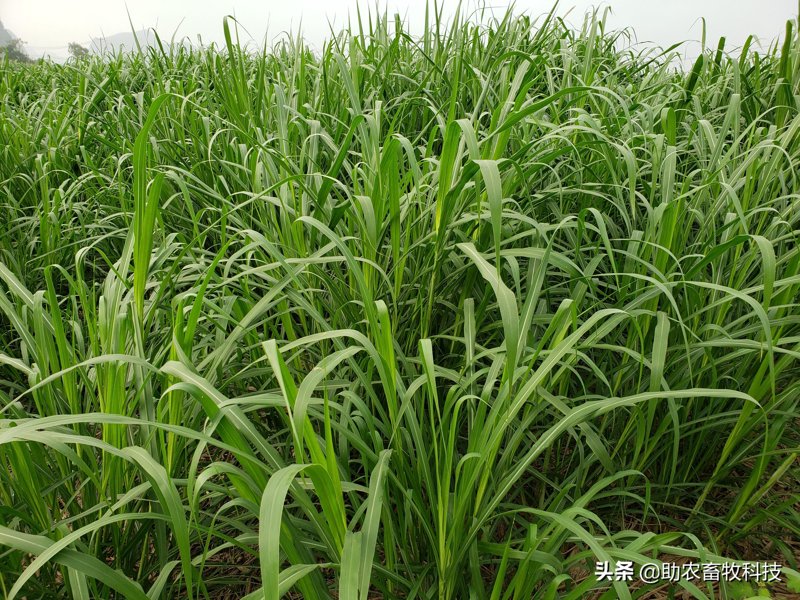 智慧牧场：未来农场的新方向